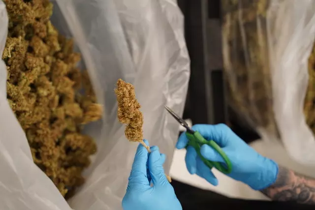 A person in blue gloves is slicing marijuana in a bag.