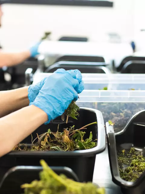 A person in blue gloves is putting plants in trays.
