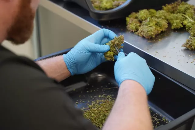 cannabis strain