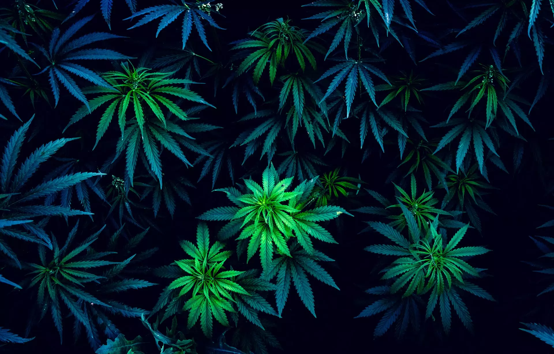 Cannabis Strain in Muskegon