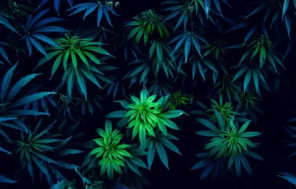Cannabis Strain in Muskegon