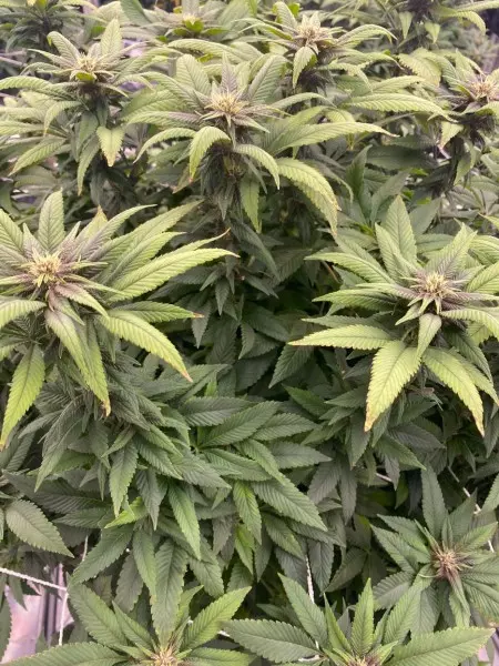 Cannabis Strain in Muskegon