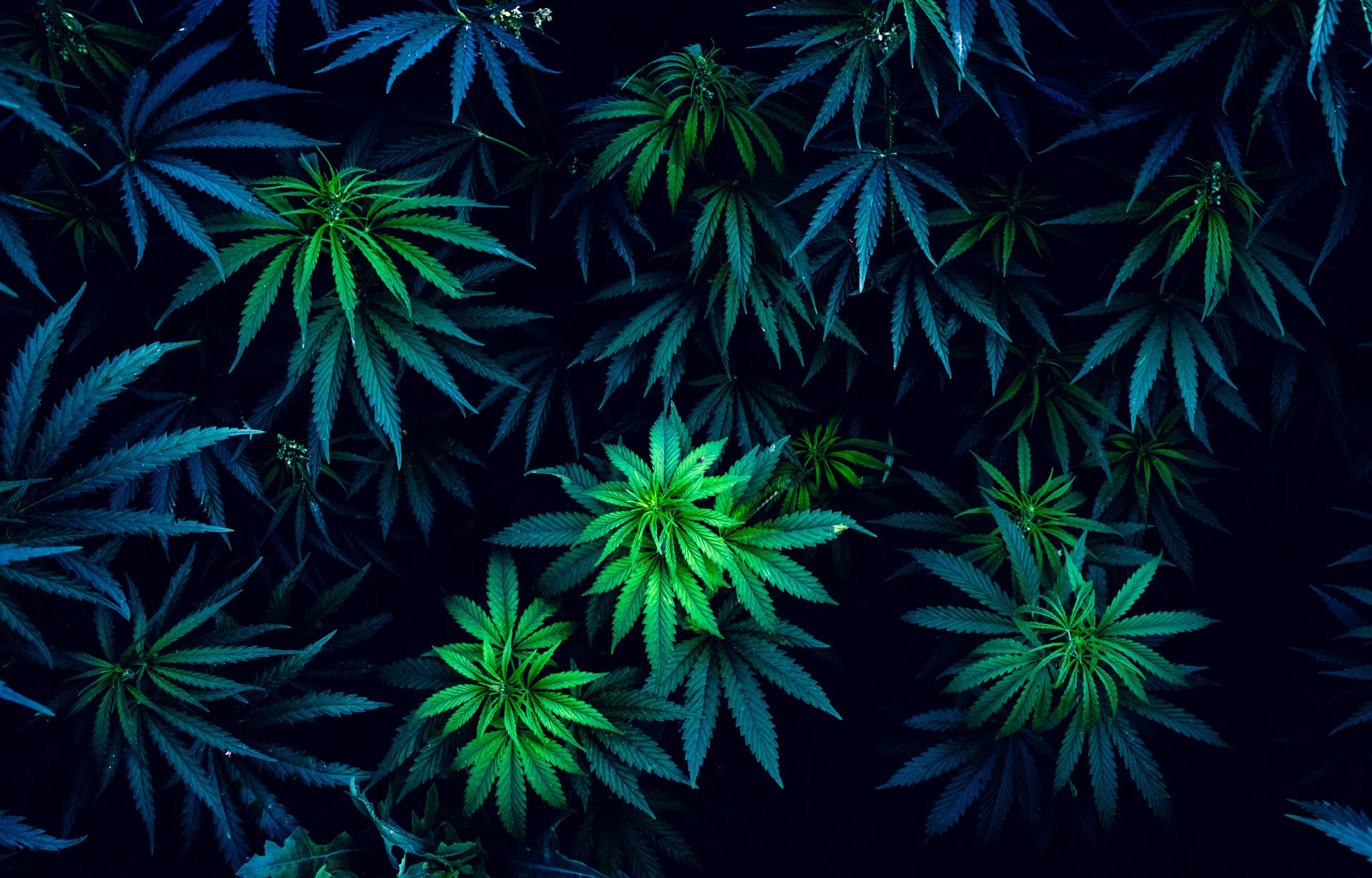 indoor cannabis grow michigan